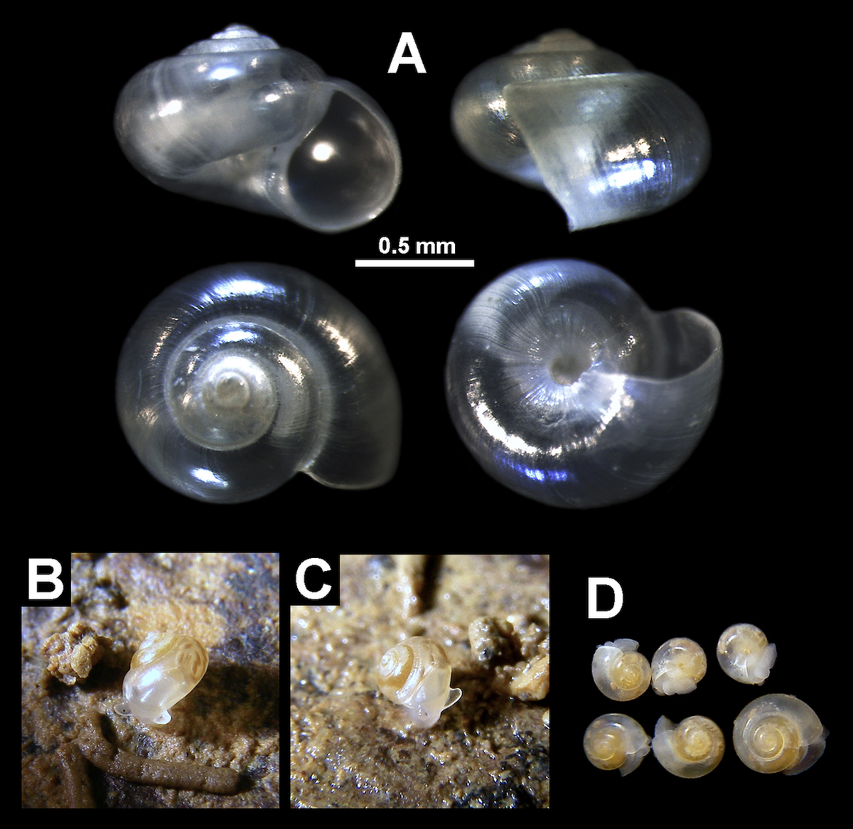 Conchas y espécimenes vivos de Xenassiminea nana, o caracol enano.