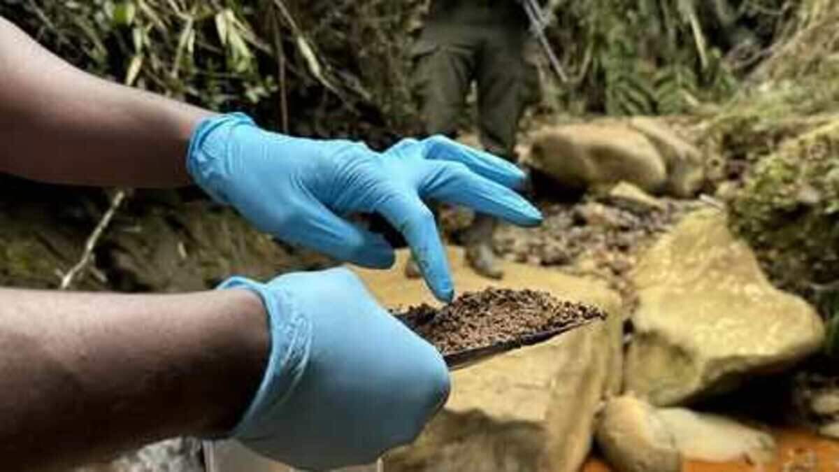 La minería ilegal se ha convertido en una de las principales amenazas para la seguridad, el medioambiente y la gobernabilidad en Sudamérica. Con Perú y Ecuador al borde del colapso institucional en ciertas regiones, el fenómeno también golpea con fuerza a Brasil, Colombia y Guatemala. Solo Chile parece haberse blindado ante esta plaga.