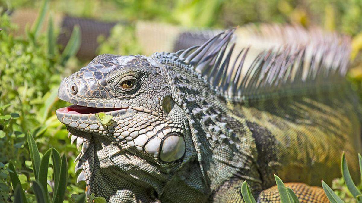 Las iguanas verdes son una especie invasora en la Florida y no pueden poseerse sin un permiso estatal, según informa la Comisión de Conservación de Vida Silvestre y Pesca de la Florida.
