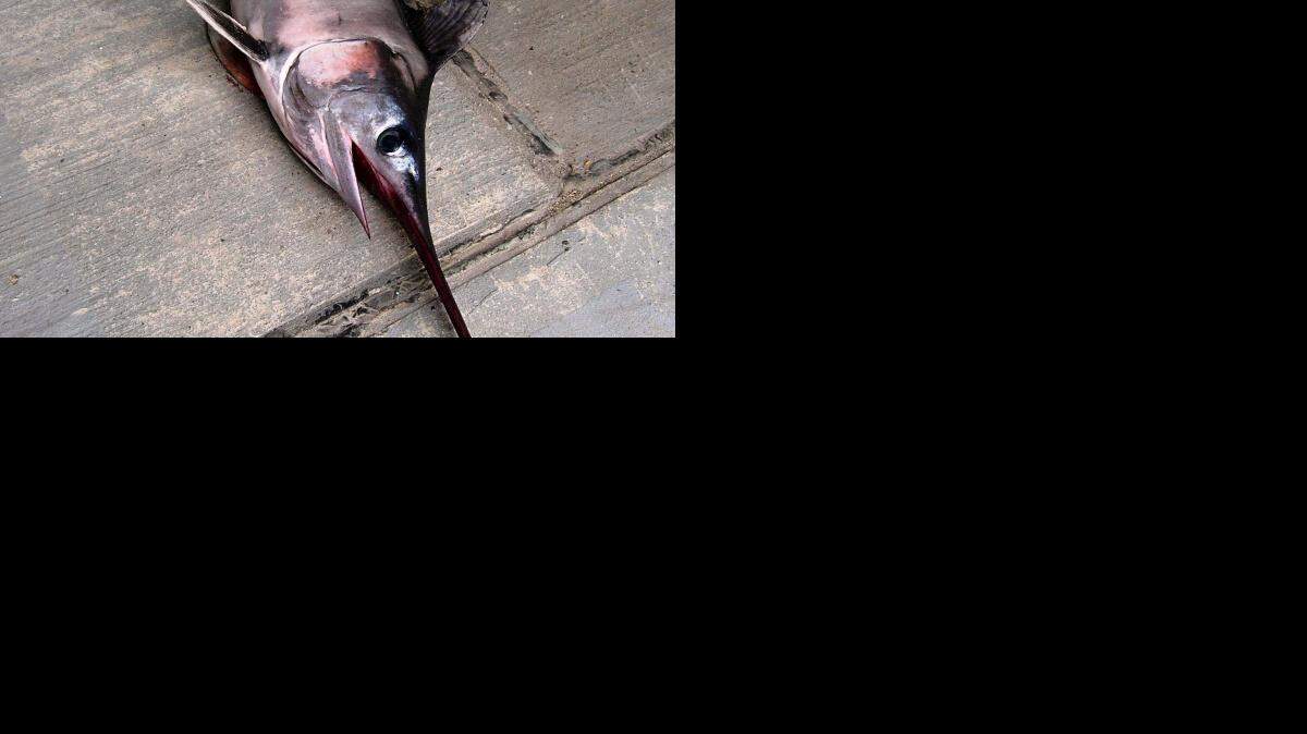 La FDA recomienda asimismo evitar el pescado con más alto contenido en mercurio, como el pez espada y el tiburón. EFE-Archivo