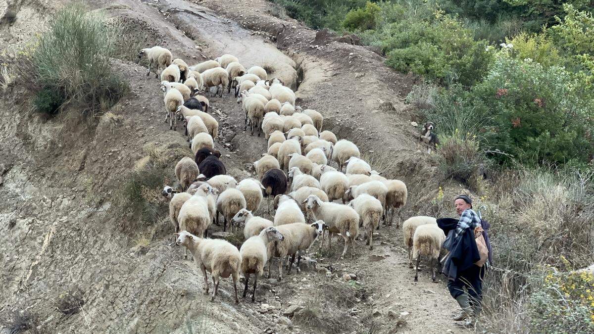 Pastor con sus ovejas en el camino de Mbrestham.