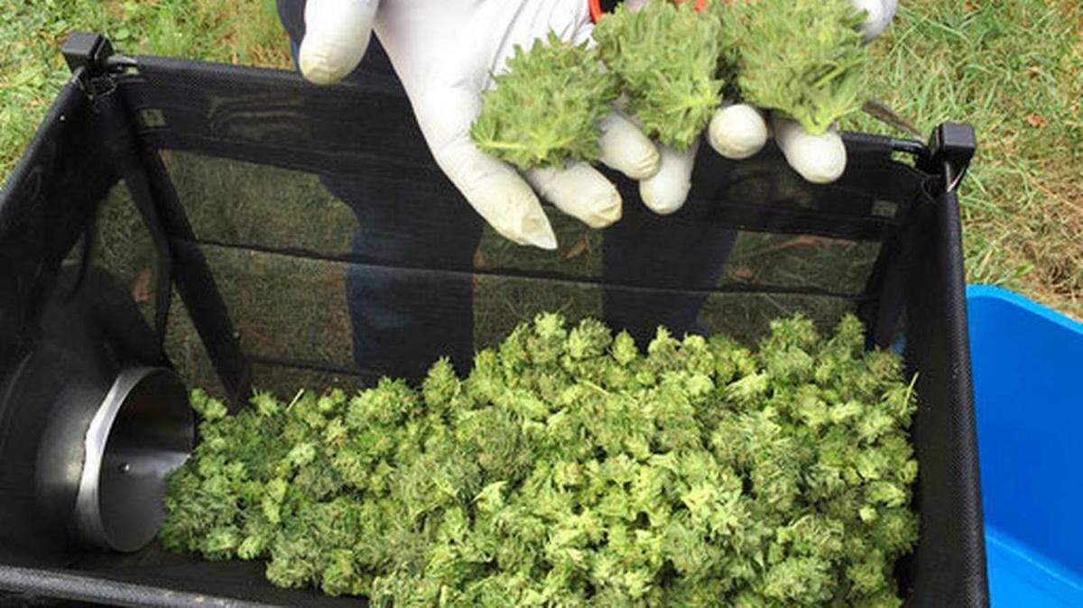 ARCHIVO - En esta fotografía de archivo del 30 de septiembre de 2016, un cultivador de marihuana examina sus cogollos que pasaron por una máquina manicuradora en una zona rural cercana a Corvallis, Oregon. La “marihuana sintética” llamada K2 compite con la marihuana natural en un intento de quienes la producen y comercializan para eludir las leyes.