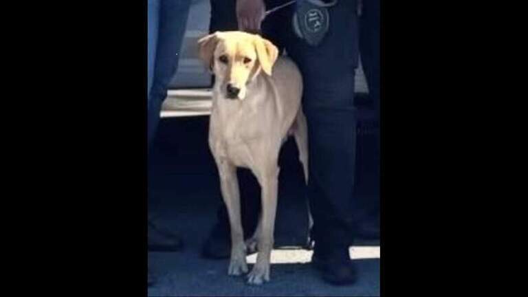 Perro policía de Miami Gardens desaparece tras escapar de su entrenador y ser atropellado