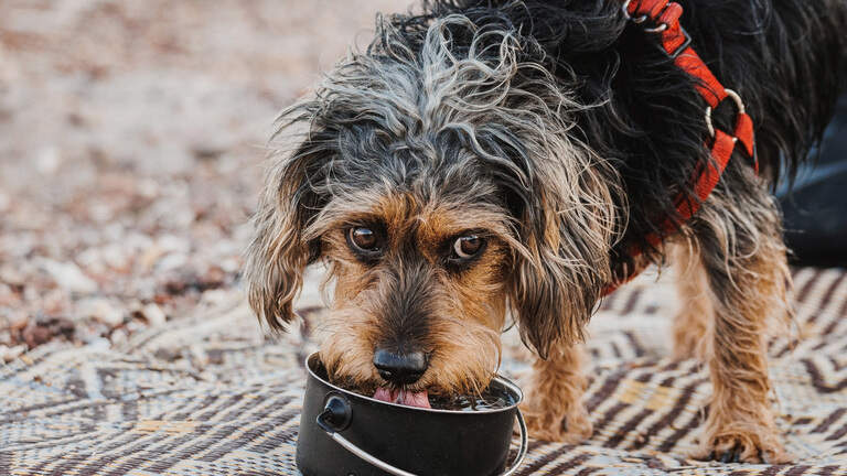 Florida ya ha perdido seis perros por golpes de calor en 2026: lo que deben saber los dueños