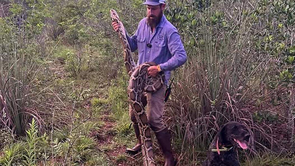 Mike Kimmel, conocido como “Python Cowboy”, y su perro Otto, entrenado para cazar a las enormes serpientes pitones birmanas en los Everglades de Florida.