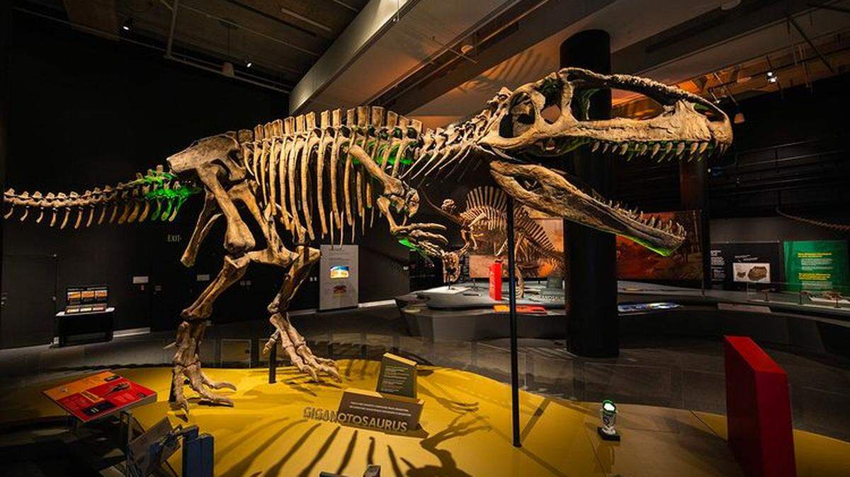La exhibición ‘Mammoths: Ice Age Giant’, que explorar la diversidad, la adaptación y la extinción de las bestias gigantes que habitaron América del Norte hace 10 000 años.