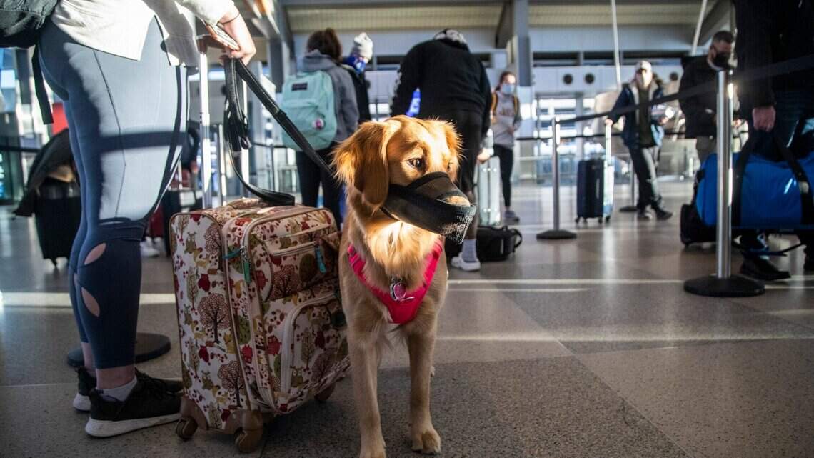 ¿Viajas con mascota o animal de servicio al extranjero o por EEUU en avión? Aquí los requisitos
