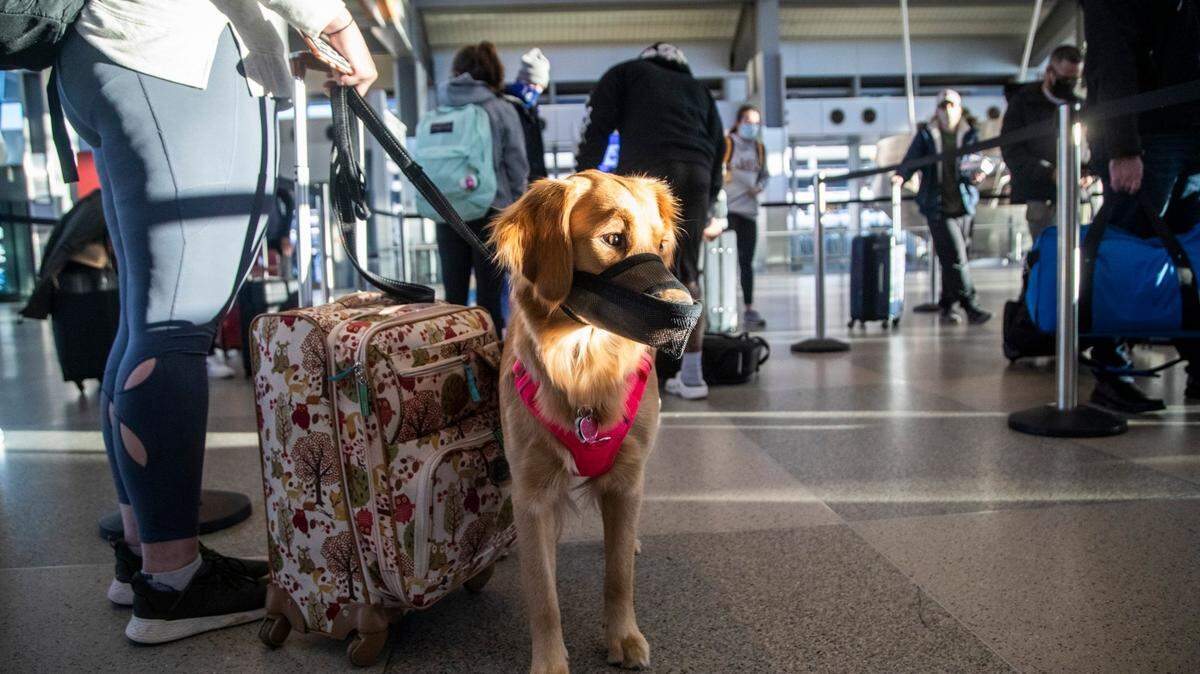 Kennedy Wright waits in a baggage check line with her dog  ÒRemyÓ in Terminal 2 at Raleigh-Durham International Airport in Morrisville. Airports have seen an increase in travelers as the holidays approach. 