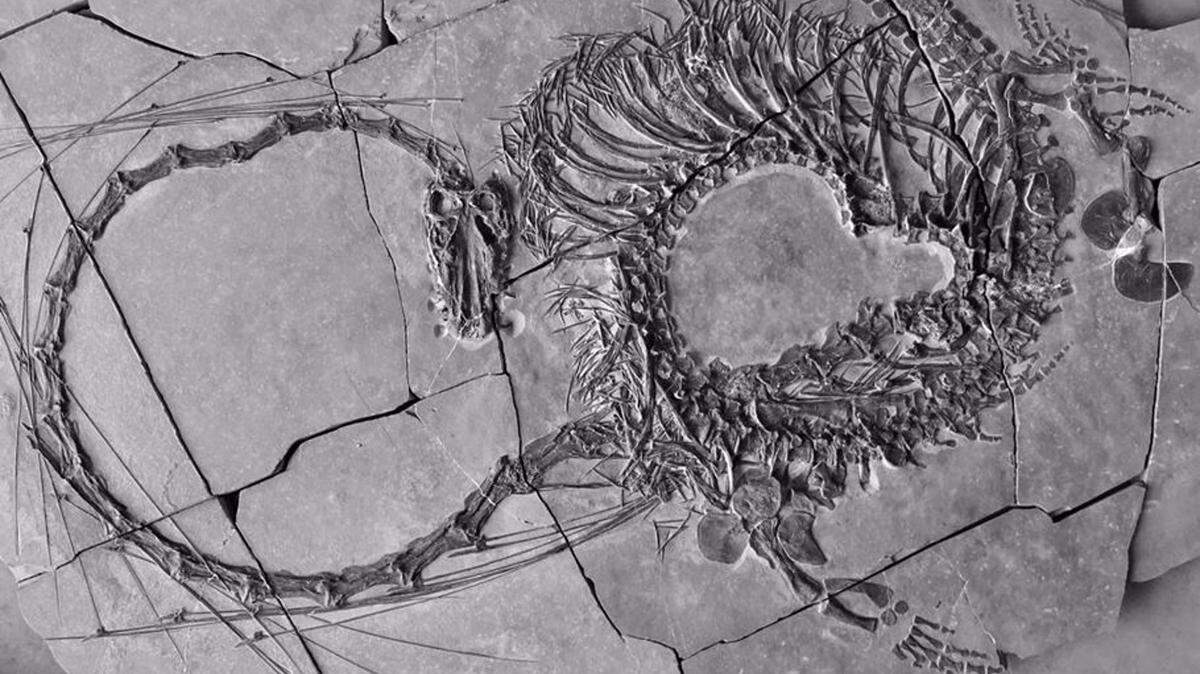 Imagen del Dinocephalosaurus orientalis - NMS