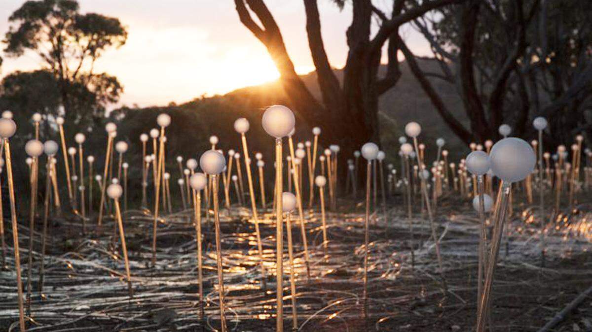 “Forest & Field of Light” Exhibición de Bruce Munro en Pinecrest Gardens.