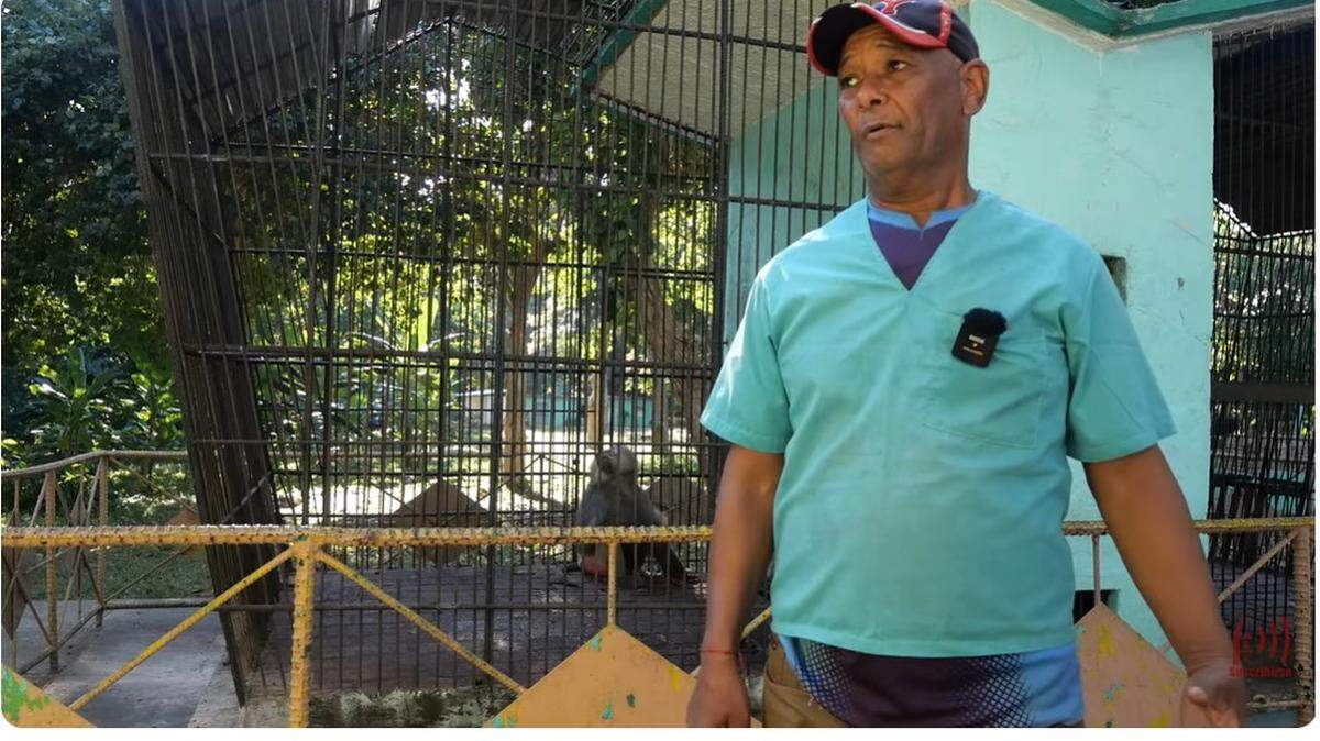 El técnico veterinario Adalberto Piloto cuenta a la emisora estatal cubana Radio Sancti Spíritus los detalles de la captura del babuino tras su fuga del zoológico.