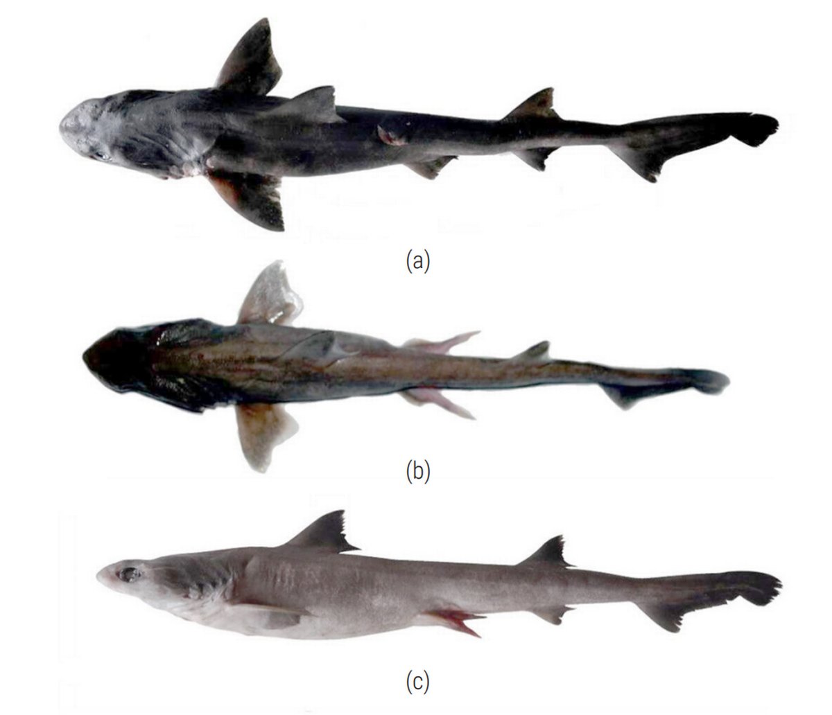 Varias vistas de dos Iago gopalakrishnani, o tiburones caninos indios. 