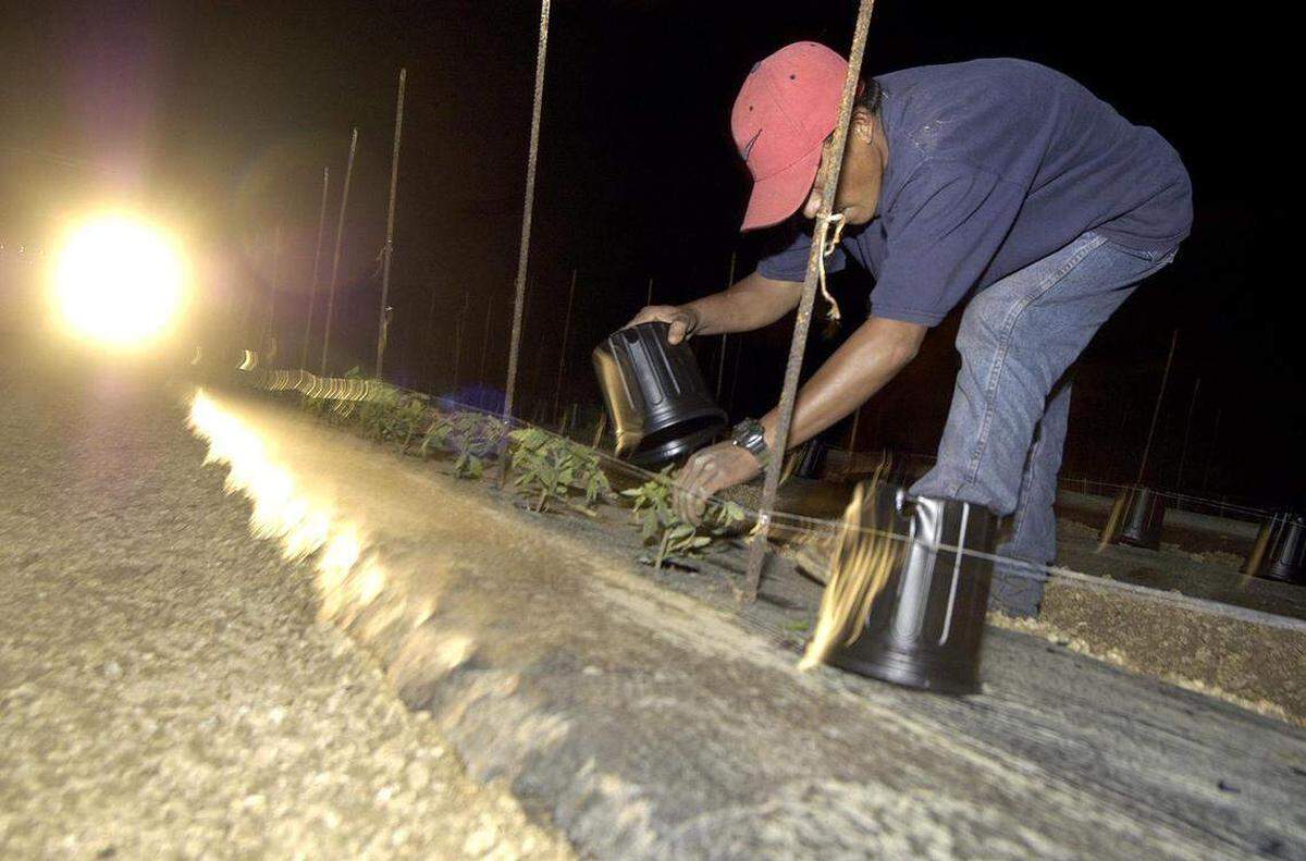 Un trabajador cubre las plantas con macetas de plástico en un campo en Homestead, antes de una ola de aire frío en 2003.
