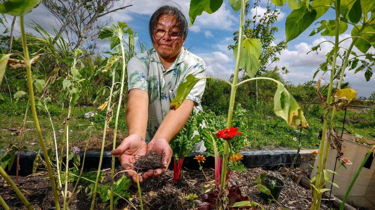 El reverendo Houston Cypress, del Movimiento Love the Everglades, recoge un puñado de tierra mientras visita un jardín de la tribu Miccosukee el martes 4 de marzo de 2025. El jardín pronto se beneficiará de una subvención que traerá abono municipal a los Everglades.