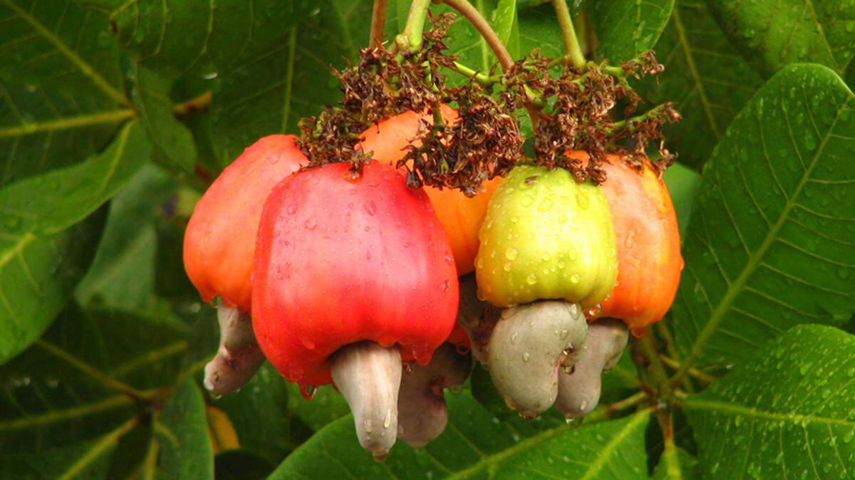 Foto de archivo de fruto del marañón. Vietnam y Cuba firmaron un acuerdo multimillonario para su cultivo en la isla.