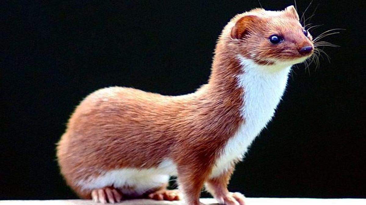 Weasel