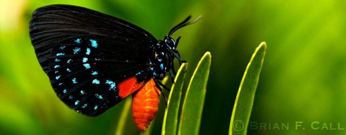 Caminata guiada para observar mariposas en Deering Estate.