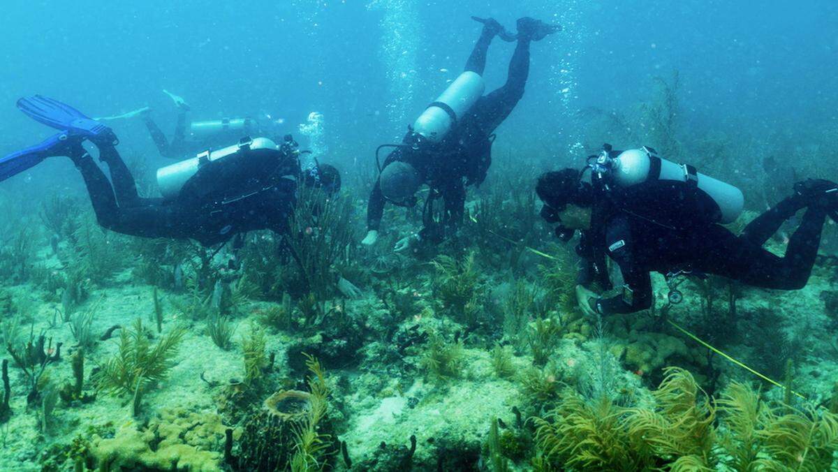 Científicos de la Escuela Rosenstiel del Laboratorio de Futuros de Arrecifes de Coral trasplantan los primeros corales cuerno de alce “Flonduran”.