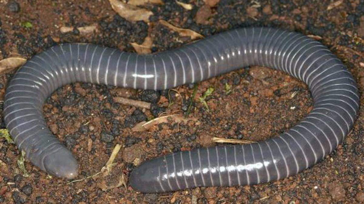 Una cecilia anillada, Siphonops annulatus. Ni serpientes ni gusanos, las cecilias son anfibios con forma de serpiente emparentados con las ranas y las salamandras. - CARLOS JARED, BUTANTAN INSTITUTE