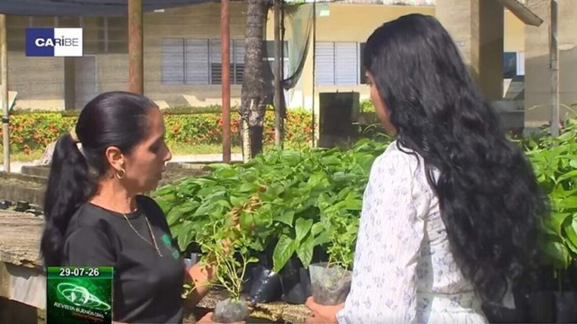 Ante desplome de la zafra azucarera, Cuba siembra una ‘planta milenaria’ para endulzar la crisis