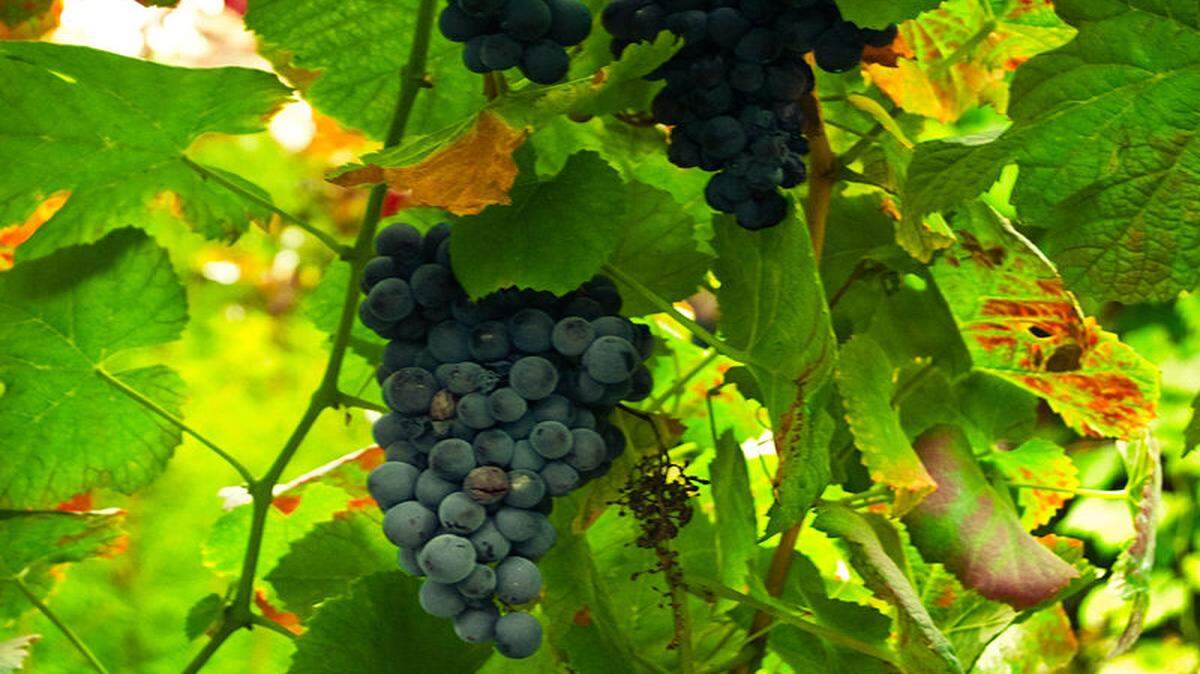 Uvas de Vinho Verde.