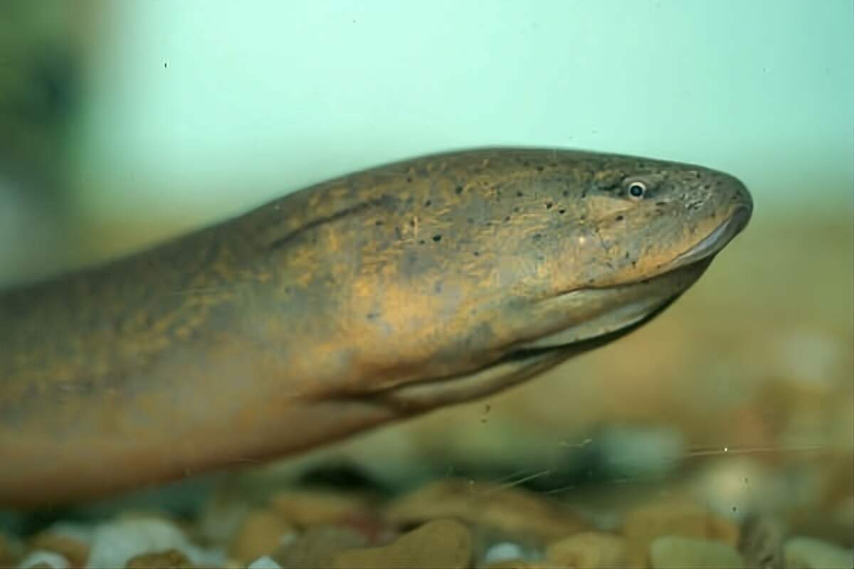 La anguila asiática de pantano se desplaza de forma sigilosa por canales, marismas y humedales del sur de Florida.