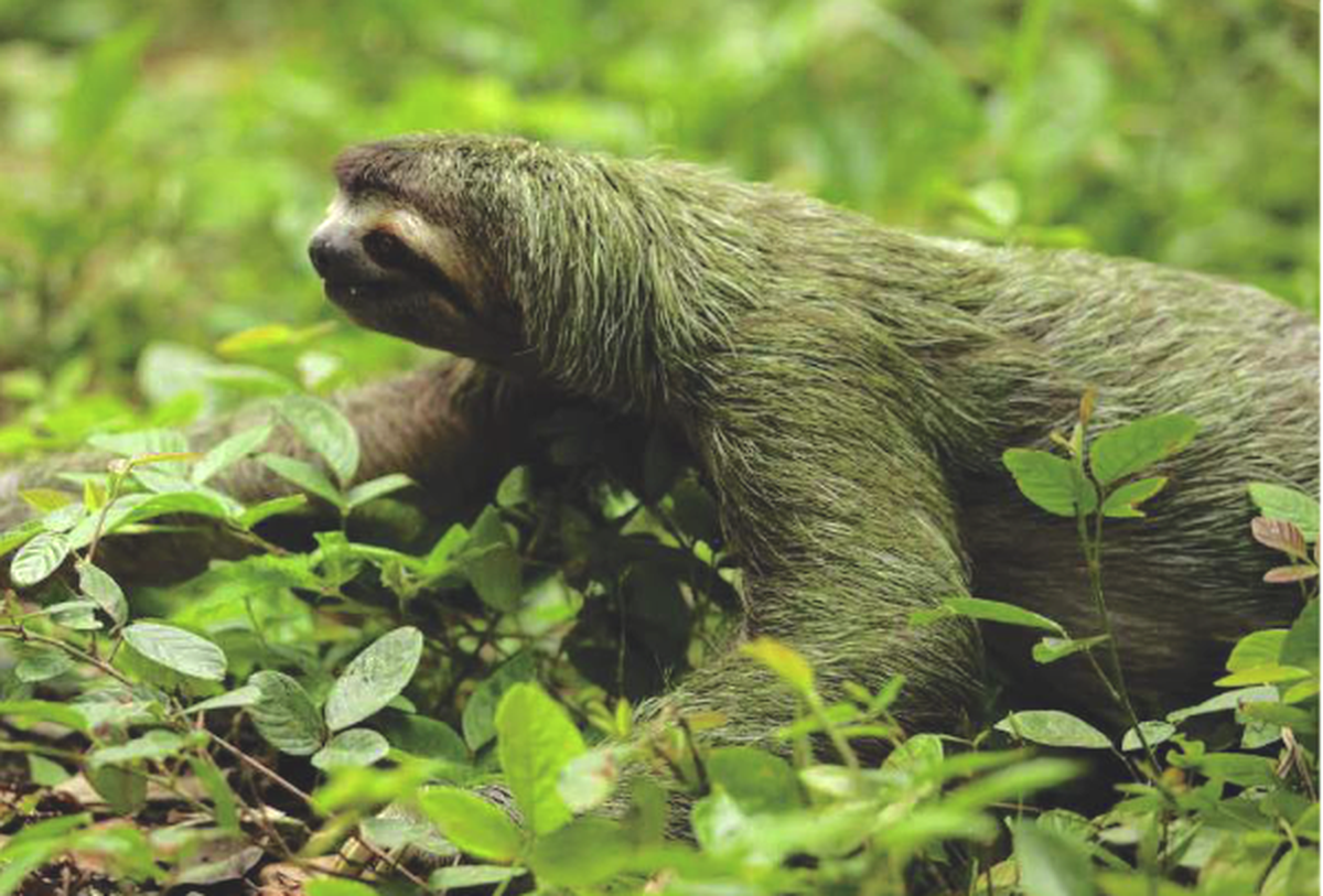 Oso perezoso en Marriott Resort Los Sueños en Costa Rica