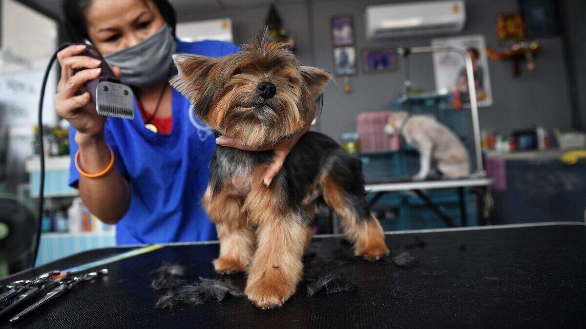 A pet groomer wears a face mask as she tends to a dog in Bangkok on May 3, 2020, after the business was reopened as the Thai government eased measures aimed at combating the spread of the COVID-19 novel coronavirus. - Thailand began easing restrictions related to the COVID-19 novel coronavirus on May 3 by allowing various businesses to reopen, but warned that the stricter measures would be re-imposed should cases increase again. (Photo by Lillian SUWANRUMPHA / AFP) (Photo by LILLIAN SUWANRUMPHA/AFP via Getty Images)