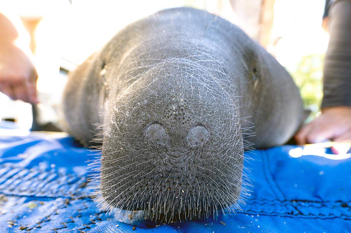 El Zoo Miami trasladó a dos manatíes a SeaWorld en Orlando.