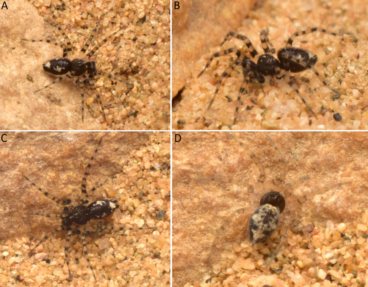 Varios machos (fotos A, B, y C) y una hembra (foto D) de oecobius thar, o araña de pared del Desierto Thar.