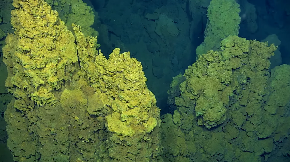 Un equipo del Ocean Exploration Trust observó a una anémona parecida a un árbol de Navidad devorando a otro animal en los Mares del Sur.