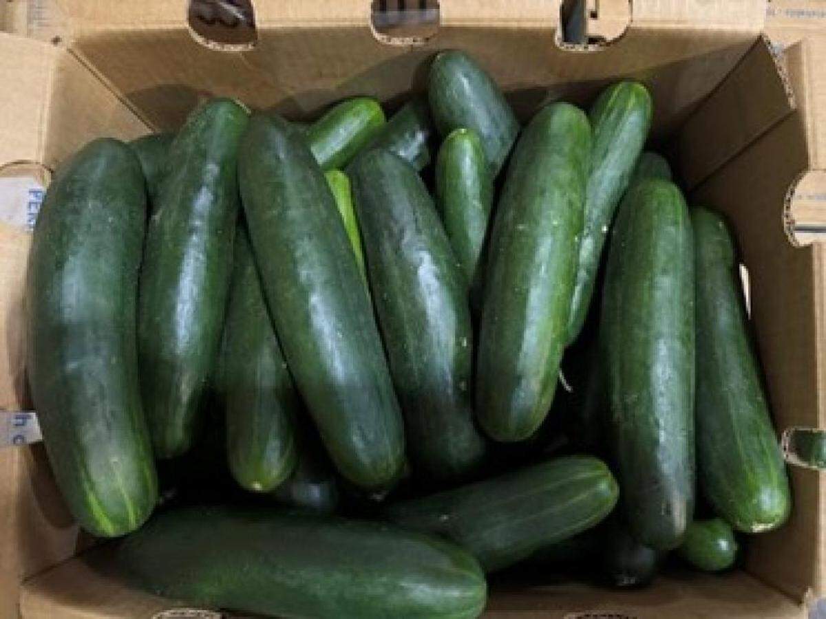 Los pepinos se enviaron en cajas a granel durante esa fecha directamente a centros de distribución minoristas, mayoristas y de servicios de alimentos.