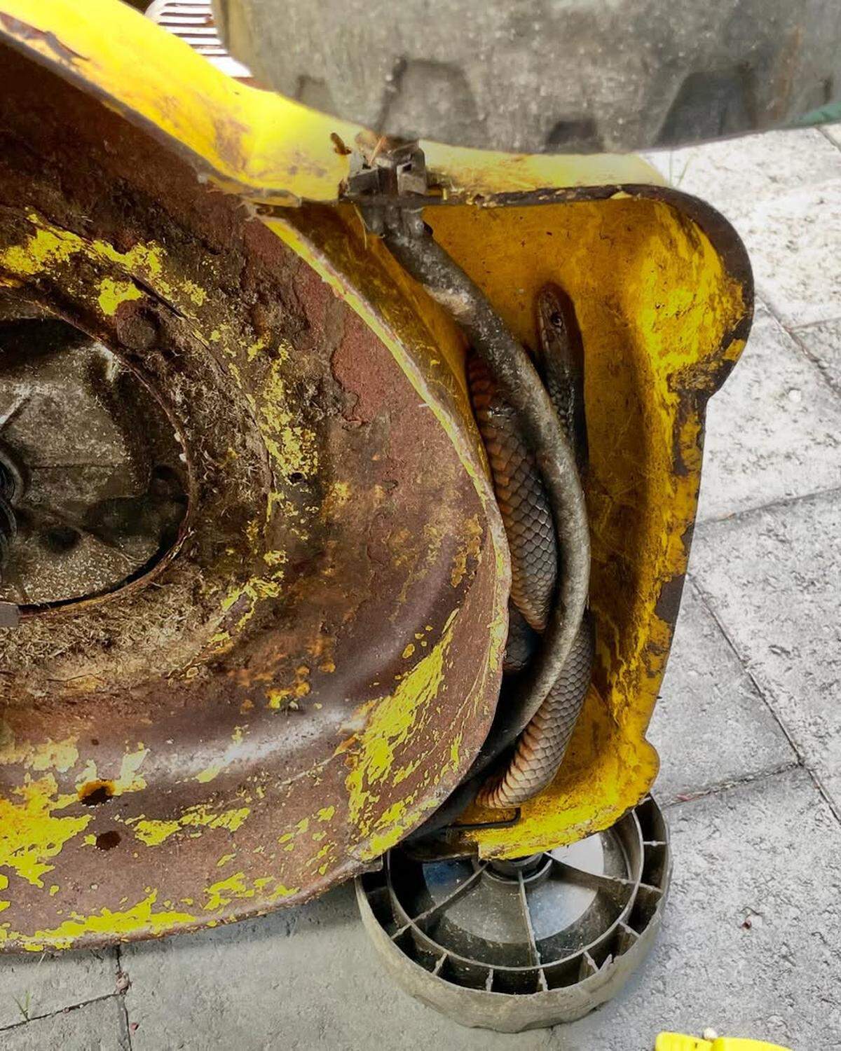 Dentro de la máquina estaba enroscada una serpiente sumamente peligrosa. 