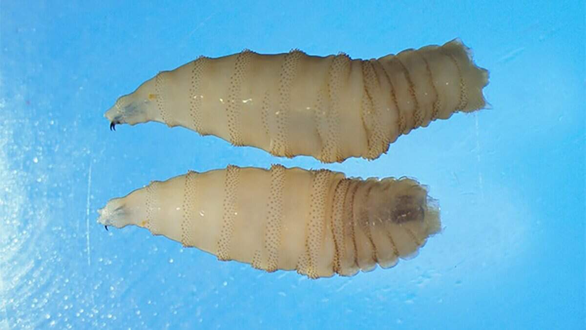 El gusano barrenador del Nuevo Mundo es un parásito carnívoro que pone huevos en heridas abiertas. Puede ser devastador para el ganado y, en casos raros, para los humanos.