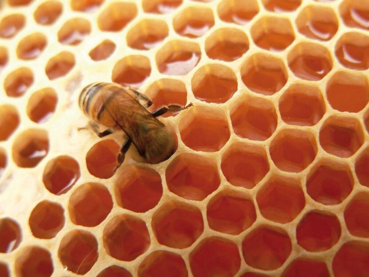 La miel es un alimento que ha estado al alcance de la mano a través de toda la historia de la evolución humana.