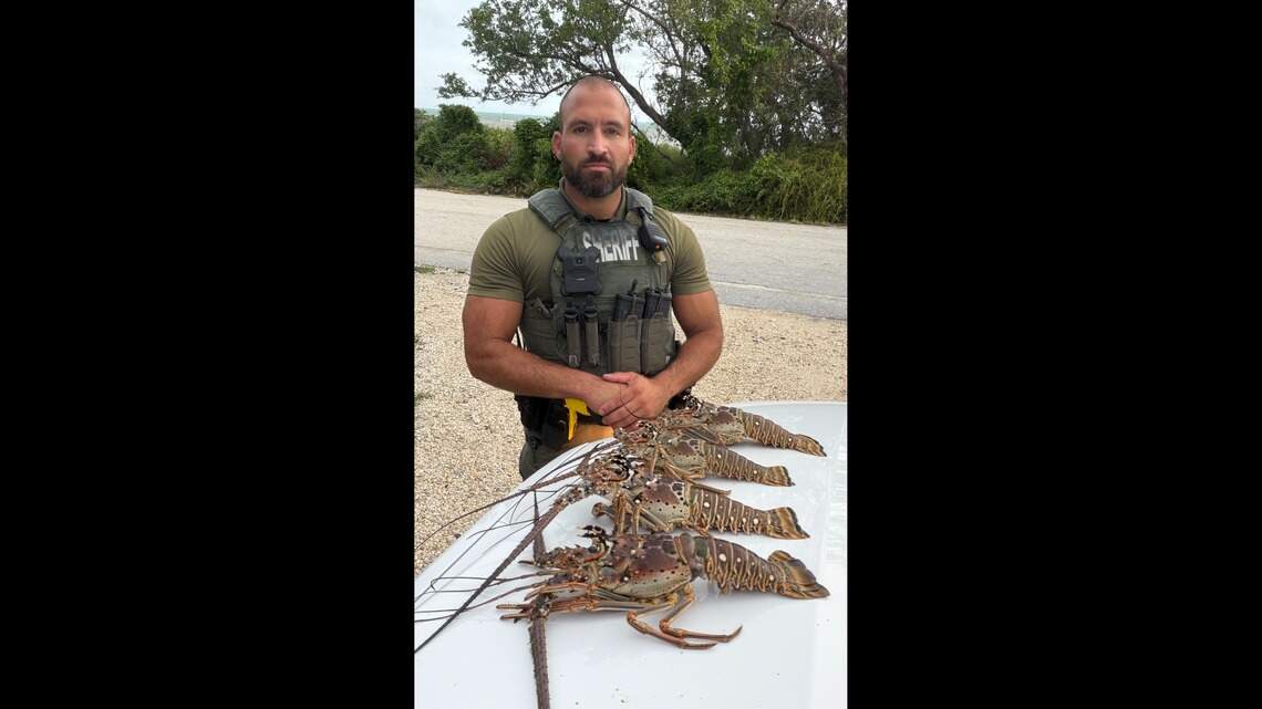 Pillan a buzo en los Cayos de Florida con exceso de langostas y lo acusan de pesca ilegal
