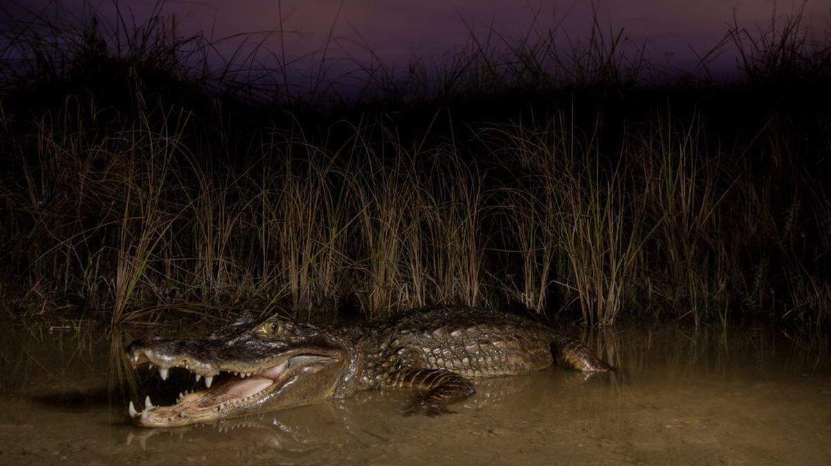 Un caimán de anteojos adulto en los humedales costeros de la Bahía de Biscayne.