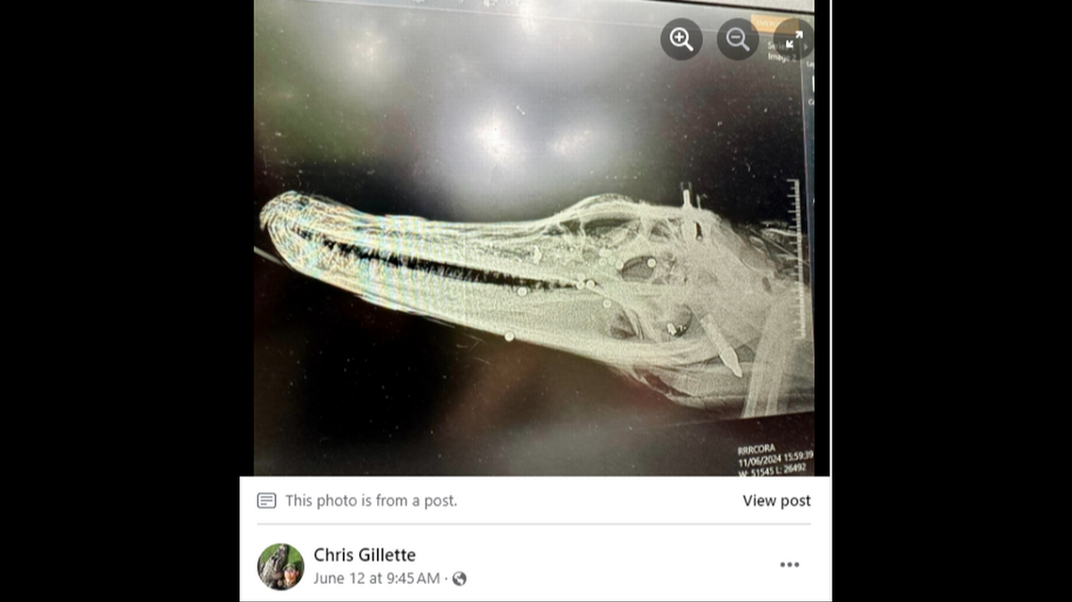 Se encontraron múltiples proyectiles en la cabeza del caimán, incluido uno enterrado en una oreja, informó el biólogo de vida silvestre Chris Gillette en Facebook. captura de pantalla de Facebook