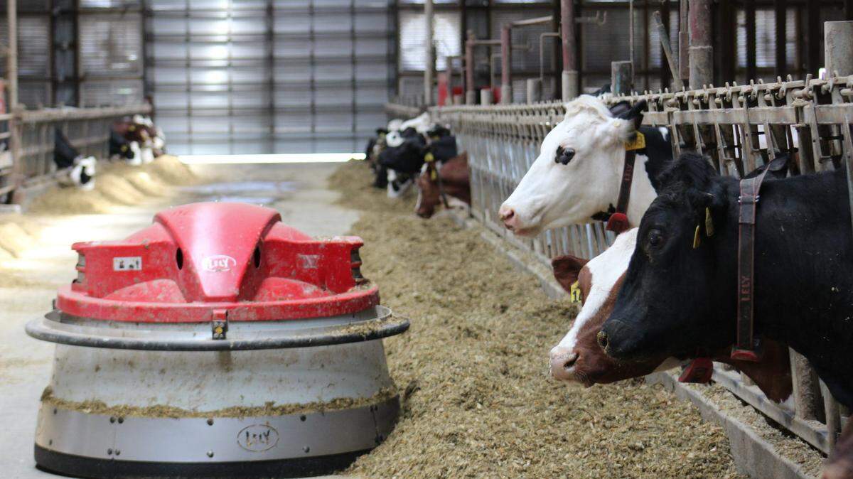 Las vacas lecheras que sobreviven a una infección de gripe aviar pueden enfrentar una reducción en la producción de leche y problemas de fertilidad.