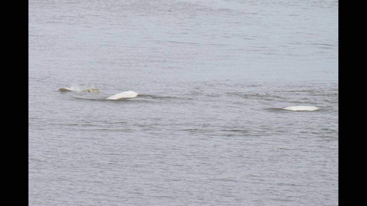 Las ballenas beluga del río Cook Inlet comían salmones en Ship Creek, dijo Jeff Toy.