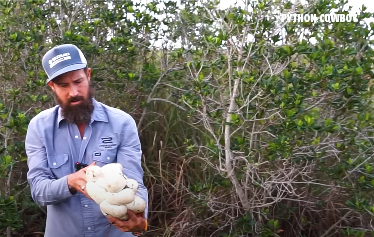 Las docenas de huevos encontrados en los tres nidos estaban pegados, como muestra el video. Todos fueron retirados de la isla.