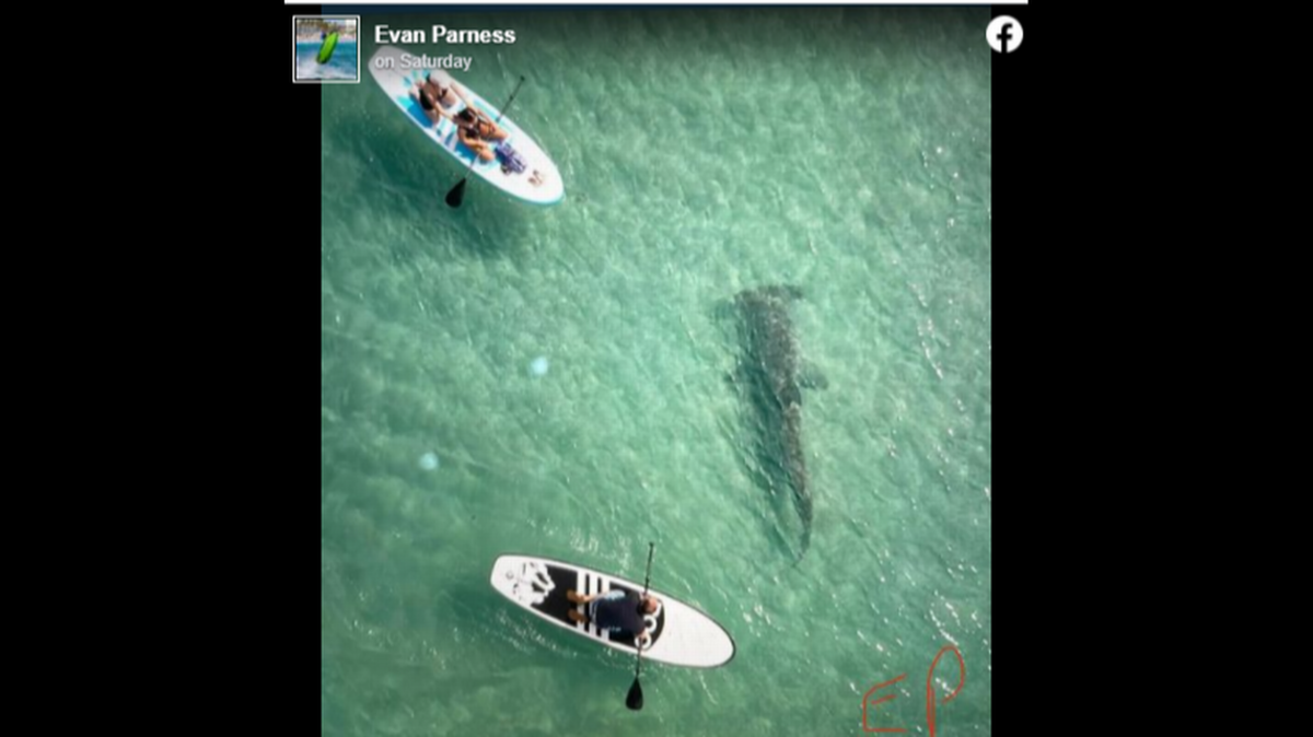 El momento en que un enorme tiburón cabeza de martillo pasa nadando muy cerca de unos surfistas quedó captado en un video de un dron en aguas de Palm Beach el pasado 19 de febrero.