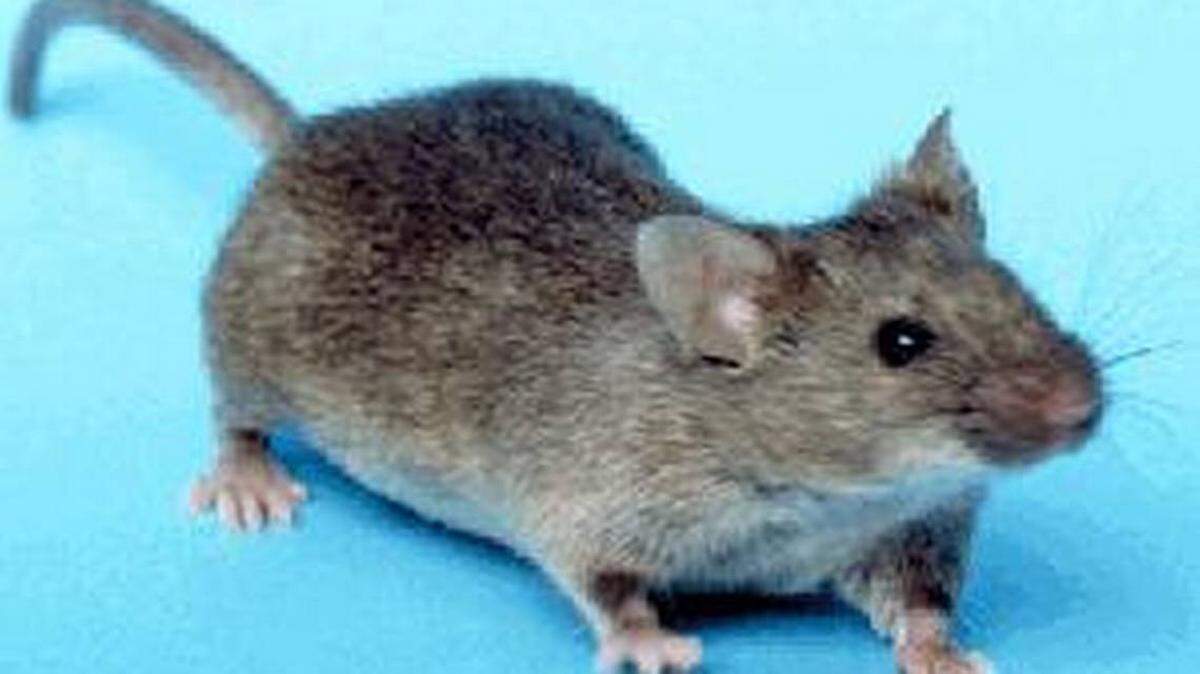 Inspector encuentra excrementos de roedor en almacén de alimentos de Miami-Dade.