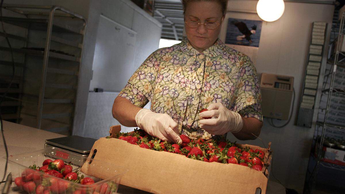En esta foto de archivo del 7 de enero de 2008, Rachel Grafe clasifica fresas para empaquetarlas y venderlas a los clientes en Knaus Berry Farm en Homestead.