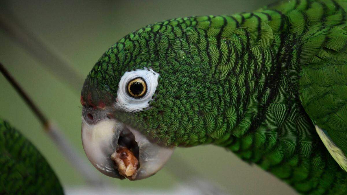 La cotorra puertorriqueña es el último loro nativo de Puerto Rico y una de las cerca de 30 especies de loros amazónicos que pueden encontrarse en América.