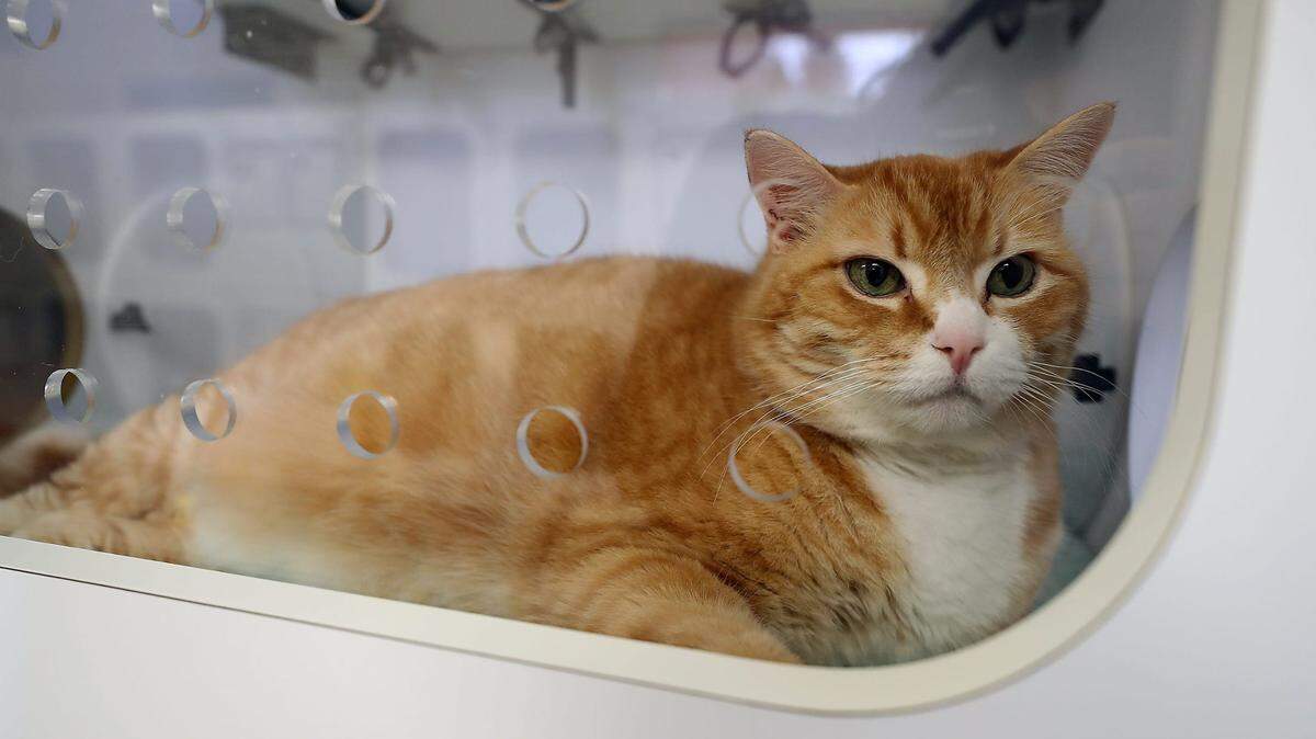 Un gato atigrado naranja llamado Merlín mira desde su perrera en la Sociedad Protectora de Animales de Kitsap el 26 de septiembre de 2019. El estudio, liderado por el doctor Christopher Kaelin de la universidad de Stanford (California) y publicado este jueves en la revista Current Biology, revela una conexión única entre el cromosoma X de los felinos y el tono anaranjado de su pelaje. MEEGAN M. REID
