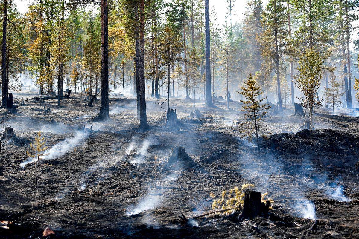 Fuego en un bosque de Suecia como resultado de la ola de calor que sufre Europa.