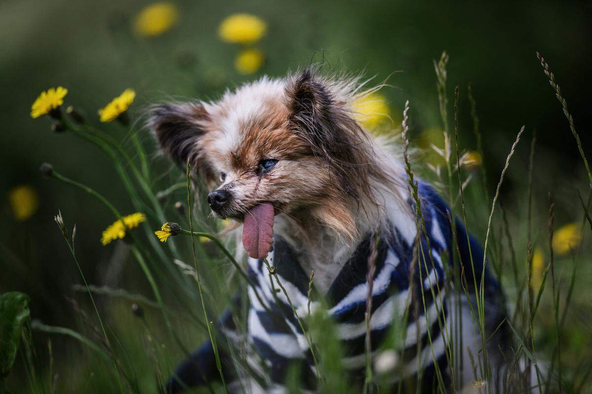 Lazare, a Continental Toy Spaniel Papillon said to be the world's oldest dog born in 1995, looks on, in Villy le Pelloux, eastern France, on May 12, 2026. When Lazare's former owner passed away, the dog was taken in by the dog pound, which then contacted the French SPA (Société Protectrice des Animaux). His owner Ophelie Boudol, who will turn 30 in October, took Lazare in at the end of April and officially became its "permanent foster family" last week, with a birth certificate indicating December 4, 1995. 1995. (Photo by Jeff PACHOUD / AFP via Getty Images)