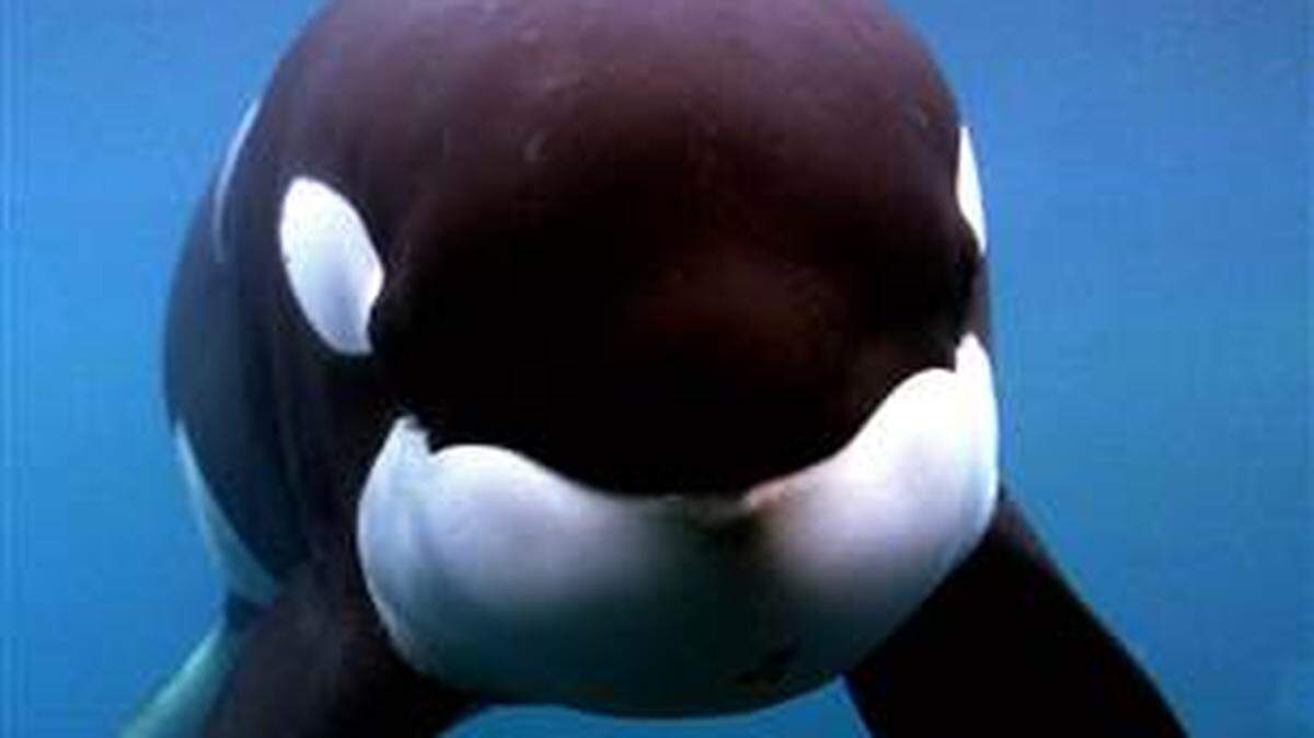 Las ballenas figuran entre los pocos animales que pueden aprender a reproducir un sonido nuevo con tan solo oírlo.