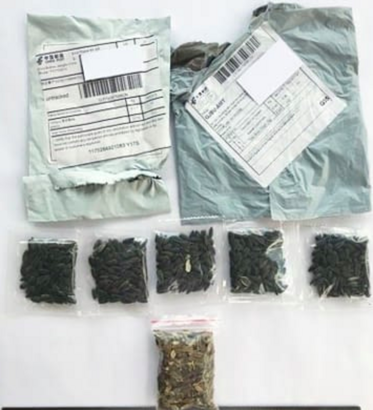 Ejemplos de “sospechosos” paquetes de semilla llegando a la Florida y otros estados desde China
